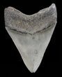 Serrated, Megalodon Tooth - Georgia #72805-1
